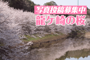 【投稿募集】龍ケ崎の桜を写真で投稿しよう！2020
