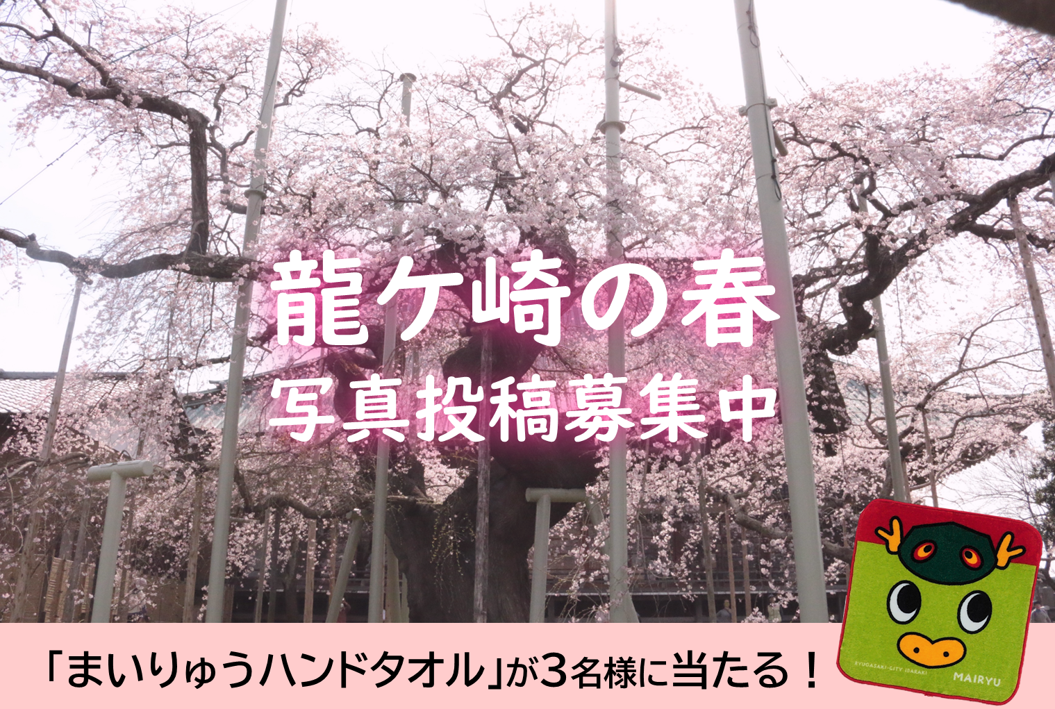 【投稿募集】龍ケ崎の春を写真で投稿しよう！2021