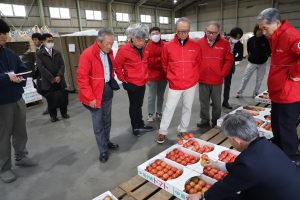 トマト嫌いのお子さんにも人気!?　甘み・酸味絶妙のバランス「龍ケ崎トマト」出荷へ